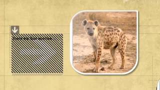 Dog Facts Hyenas Are More Closely Related to Cats Not Dogs [upl. by Zachery]