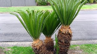 Cycas revoluta  Sago Palm [upl. by Evita173]