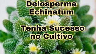 DELOSPERMA ECHINATUM  Tenha Sucesso no Cultivo [upl. by Adnilg]