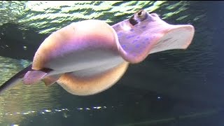 Aquarium with Blue Spotted Ray [upl. by Clyde]