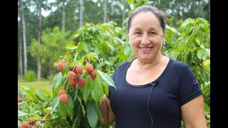 Lichia veja os benefícios dessa fruta para sua saúde [upl. by Jarrad]