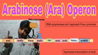 Arabinose Ara Operon [upl. by Nanice874]