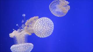 White Spotted Jellyfish Phyllorhiza punctata [upl. by Gustave]