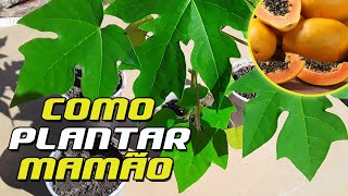 Como PLANTAR MAMÃO Formosa Em VASO Ou No CHÃO Passo a Passo  Carica Papaya [upl. by Soni757]