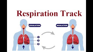 Upper and Lower track of respiration  2024 [upl. by Eus930]