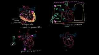 Obstructive Shock [upl. by Leinod]