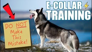 ECollar Training Siberian Husky  Introducing The ECollar [upl. by Greeson832]