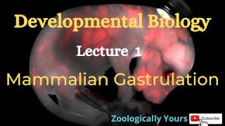 Mammalian Gastrulation Developmental Biology [upl. by Ueik36]