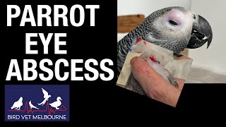 Removing pus from an African Grey Parrots Ocular Abscess [upl. by Naryt]