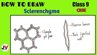 how to draw sclerenchymasclerenchyma diagramsclerenchyma drawing [upl. by Oak]