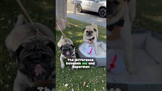 Cute Pugs are SUPER🐶🤯 [upl. by Archambault104]