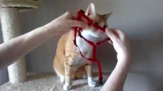 Oszi felveszi a hámot  How to put a Harness on a Cat [upl. by Miguela727]