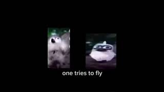 White bird screaming meme [upl. by Other]