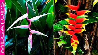 10 Heliconias Tropicales Muy Hermosas y Coloridas [upl. by Anirol]