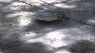 Chipmunk vs Rat [upl. by Halima]