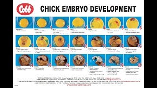 Chicken Embryo Development  How Chick Developed Inside Egg [upl. by Neetsirhc297]