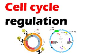 Cell cycle regulation [upl. by Niwrud467]