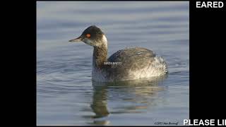 Eared Grebe [upl. by Nodnol137]