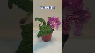 DS크레이지 DS882 streptocarpus 스트렙토카르푸스 plants flowers [upl. by Retloc509]