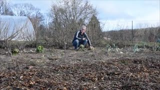 Le Potager du Paresseux  cest quoi ça  déjà le printemps [upl. by Aoht]