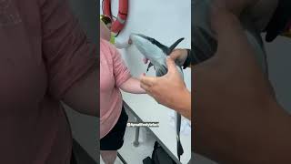 remora fish apnalifestylefact facts new shorts youtubeshorts amazingfacts viral trend fish [upl. by Erminia]