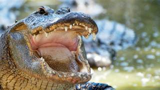 Alligator eats Python 05 Time Lapse Speed x05 [upl. by Rozalin548]