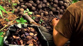 Millions of Brazil Nuts Harvesting in Amazon Forest  Amazon Nuts processing in Factory [upl. by Irneh52]