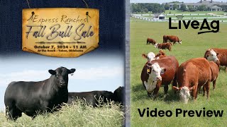 Express Ranches 2024 Fall Bull Sale Preview Feed [upl. by Dyal540]