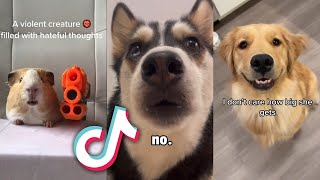 CUTEST Animals from TIKTOK that will MAKE YOUR DAY [upl. by Inahpit]