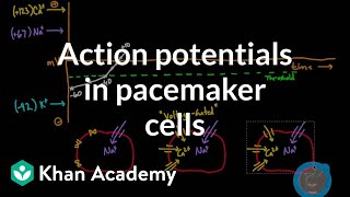 Action potentials in pacemaker cells  Circulatory system physiology  NCLEXRN  Khan Academy [upl. by Analak]