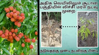 Lychee tree plant cultivationin TamilNadufarming lychee லிச்சி ட்ரீ பிளாண்ட் கல்டிவேஷன் [upl. by Ellehcear226]