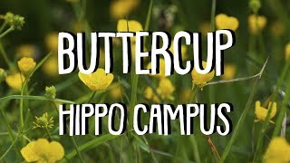 BUTTERCUP Lyrics  HIPPO CAMPUS [upl. by Sidran]