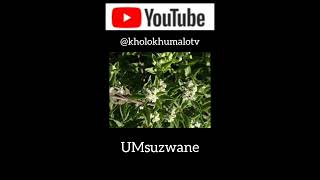 Incazelo ngoMsuzwane  By Kholo Khumalo TV [upl. by Dermott]