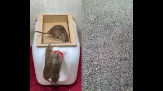 Mouse trap tips at homegood rat trap rattrap rat mousetrap [upl. by Mal805]