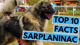 Sarplaninac  TOP 10 Interesting Facts [upl. by Ailaro833]