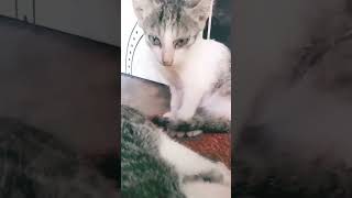 Akta samay tore ami sabhi bhavitam🐈🐈🐈🐈 [upl. by Ahtnams]