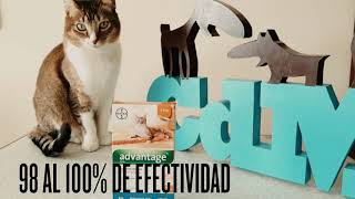 Advantage pipeta para gatos hasta 4 kg [upl. by Allimac424]