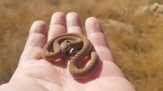 Neonate Common Egg Eater Dasypeltis scabra [upl. by Leiser]