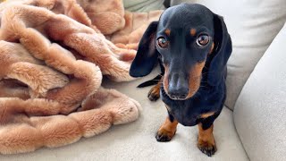 Family Diary Mini Dachshund picks her own blackberries [upl. by Kelula600]