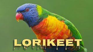 Rainbow lorikeet sounds [upl. by Bunker408]