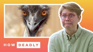 How dangerous are emus really  REACTION [upl. by Inirt]