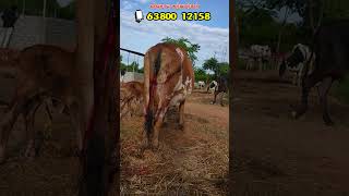 260824 காலையில் தான் கன்று ஈன்றது vivasayaarvalargal cowcow shortvideo shortsvideo shorts [upl. by Solhcin990]