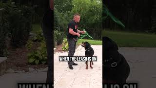 The ECOLLAR is the KEY to Reliable OffLeash Training [upl. by Ennaihs637]