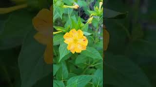 Mirabilis jalapa the marvel of Peru or four oclock flower [upl. by Ednalrym24]