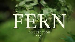 My Fern Collection Part 1 [upl. by Elleinaj]