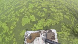 How to remove algae from a pond easily and without chemicals [upl. by Bathsheba896]