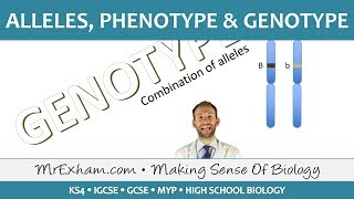 Alleles phenotype and genotype  GCSE Biology 91 [upl. by Ateloiv]