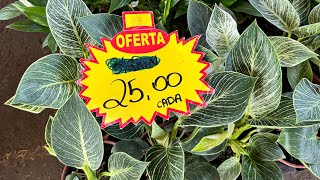 Plantas em promoção imperdíveis [upl. by Stiruc]