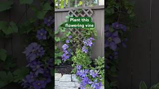 Clematis Vines gardenideas gardening climbingplant flowergarden [upl. by Meela]