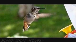 600fps Slow Motion Hummingbird Feeding Closeup Upscaled to 720pHD [upl. by Ehlke]